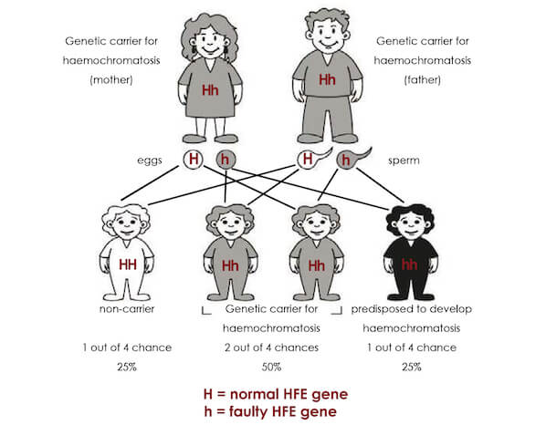 hemochromatosis gene